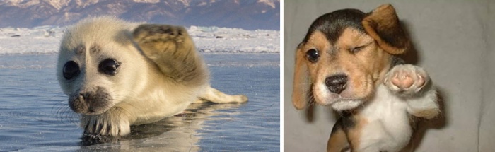 Dogs And Seals That Look Way Too Much Alike (20 pics)