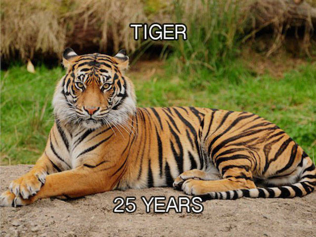 Looking At The Life Spans Of Different Animal Species (24 pics)