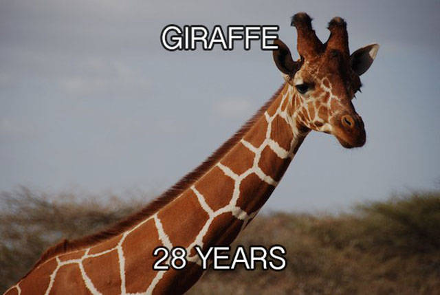 Looking At The Life Spans Of Different Animal Species (24 pics)