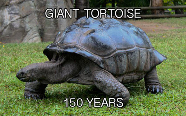 Looking At The Life Spans Of Different Animal Species (24 pics)