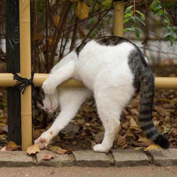 Cute Stray Cats From The Streets Of Tokyo (47 pics)