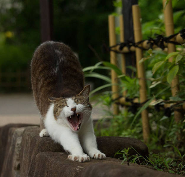 Cute Stray Cats From The Streets Of Tokyo (47 pics)