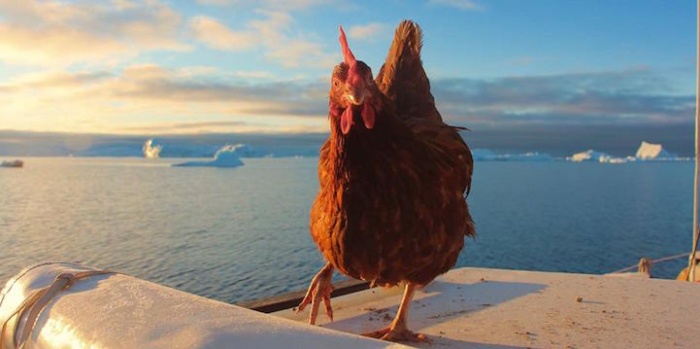 Adventurous Man Takes His Pet Chicken All Around The World (15 Pics)