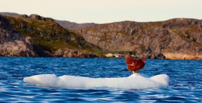 Adventurous Man Takes His Pet Chicken All Around The World (15 Pics)