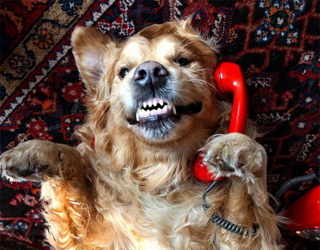 What Dogs Would Say If Dogs Could Call 911 (10 pics + 1 gif)