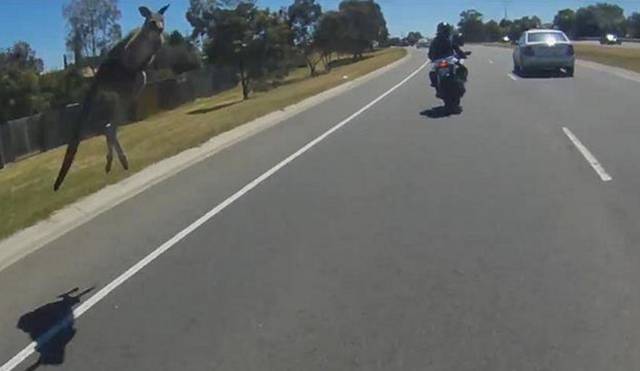Things Are A Lot More Intense In Australia (43 pics)
