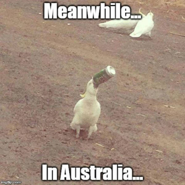 Things Are A Lot More Intense In Australia (43 pics)