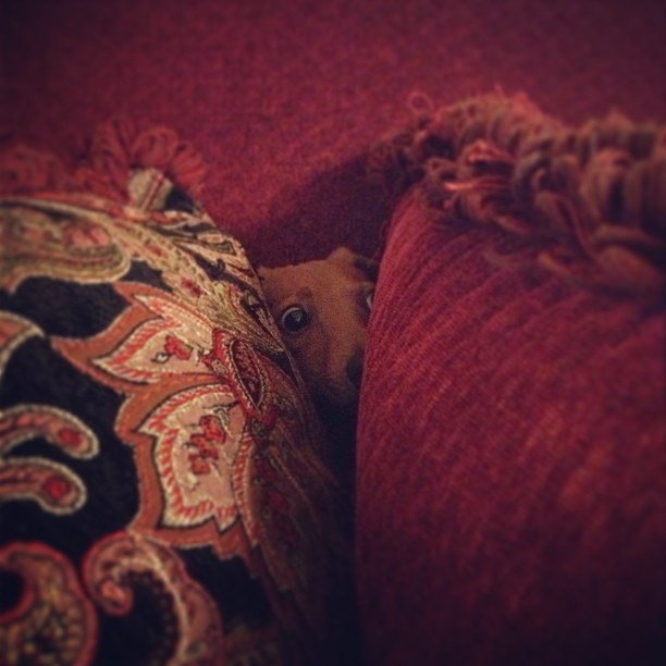 Hilarious Dogs Who Accidentally Got Stuck In The Couch (16 pics)