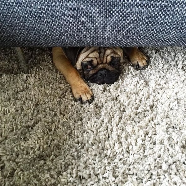 Hilarious Dogs Who Accidentally Got Stuck In The Couch (16 pics)