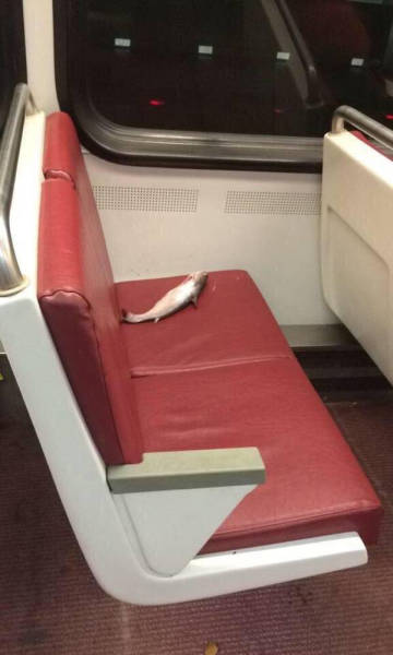 Awkward Life Moments That Just Can't Be Explained (43 pics)