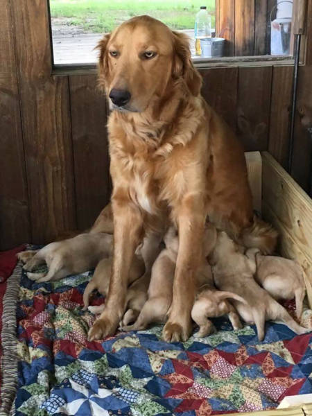 Pictures Of Animals That Capture What It’s Like To Be A Mom (40 pics)