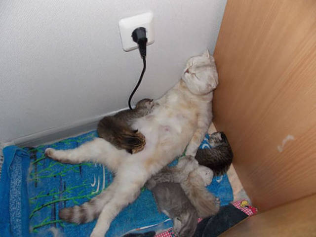 Pictures Of Animals That Capture What It’s Like To Be A Mom (40 pics)