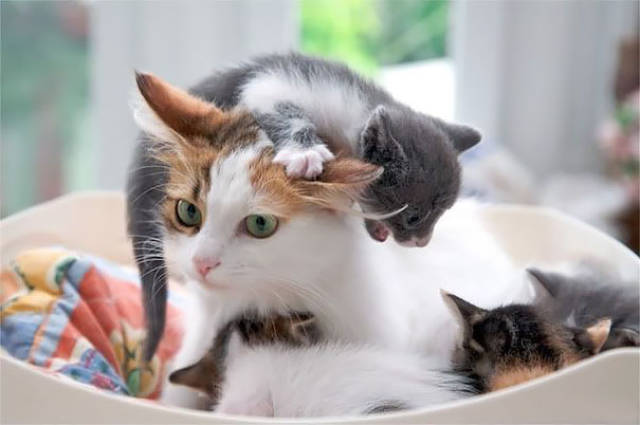 Pictures Of Animals That Capture What It’s Like To Be A Mom (40 pics)