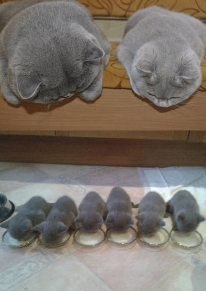 Pictures Of Animals That Capture What It’s Like To Be A Mom (40 pics)