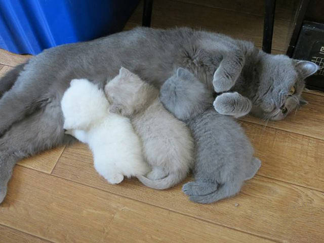 Pictures Of Animals That Capture What It’s Like To Be A Mom (40 pics)