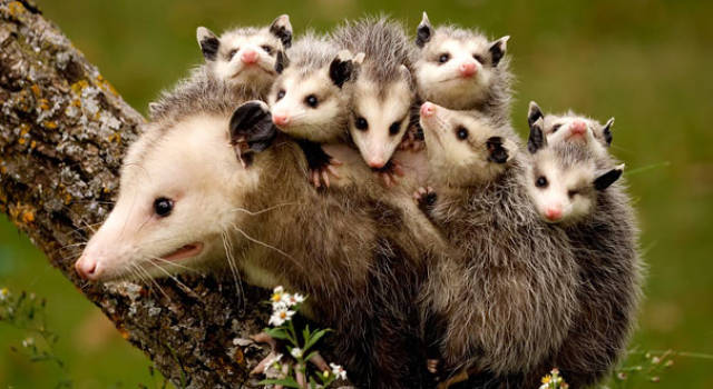 Pictures Of Animals That Capture What It’s Like To Be A Mom (40 pics)