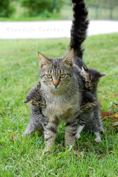 Pictures Of Animals That Capture What It’s Like To Be A Mom (40 pics)