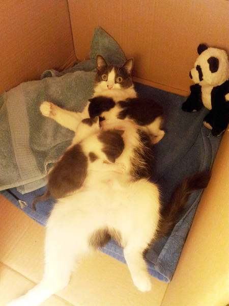 Pictures Of Animals That Capture What It’s Like To Be A Mom (40 pics)
