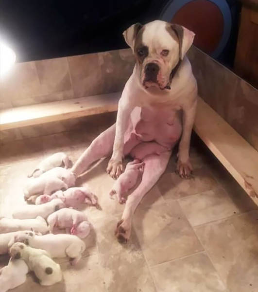 Pictures Of Animals That Capture What It’s Like To Be A Mom (40 pics)