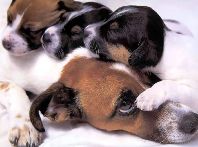 Pictures Of Animals That Capture What It’s Like To Be A Mom (40 pics)