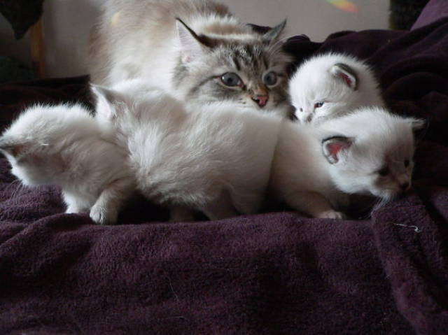 Pictures Of Animals That Capture What It’s Like To Be A Mom (40 pics)
