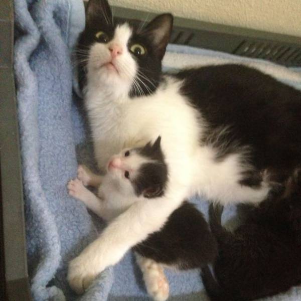 Pictures Of Animals That Capture What It’s Like To Be A Mom (40 pics)