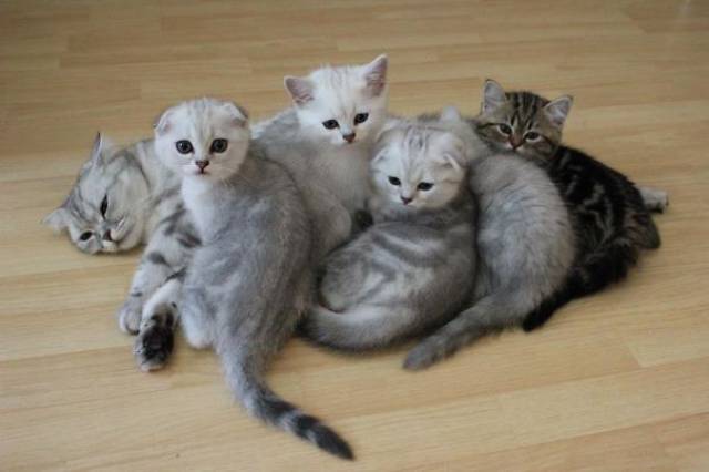 Pictures Of Animals That Capture What It’s Like To Be A Mom (40 pics)