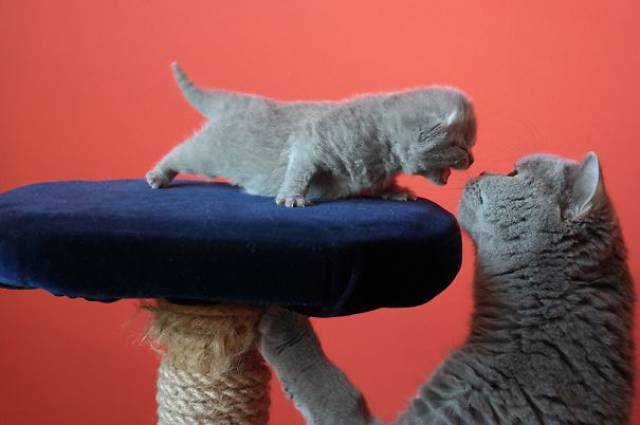 Pictures Of Animals That Capture What It’s Like To Be A Mom (40 pics)
