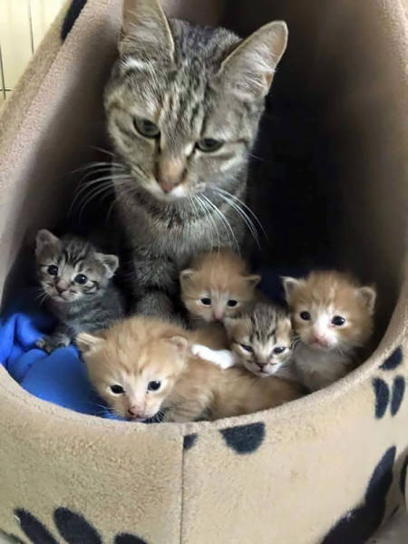 Pictures Of Animals That Capture What It’s Like To Be A Mom (40 pics)