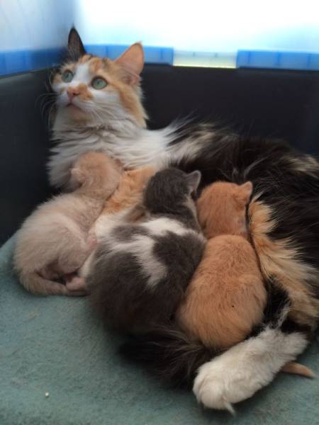 Pictures Of Animals That Capture What It’s Like To Be A Mom (40 pics)