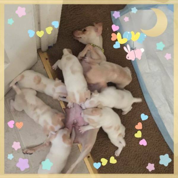 Pictures Of Animals That Capture What It’s Like To Be A Mom (40 pics)