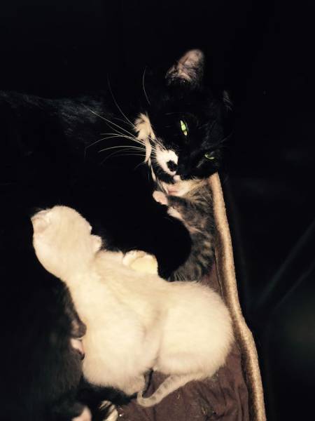 Pictures Of Animals That Capture What It’s Like To Be A Mom (40 pics)