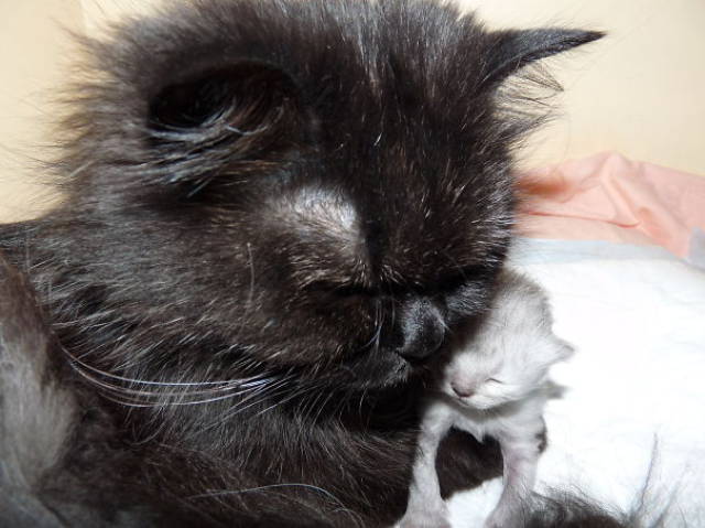Pictures Of Animals That Capture What It’s Like To Be A Mom (40 pics)