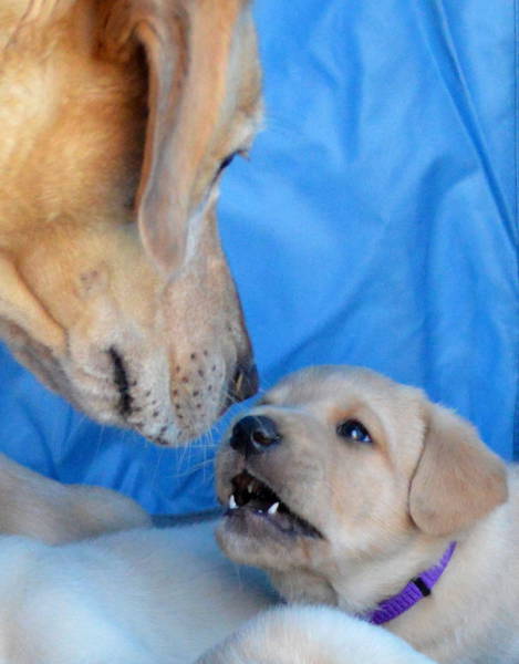 Pictures Of Animals That Capture What It’s Like To Be A Mom (40 pics)