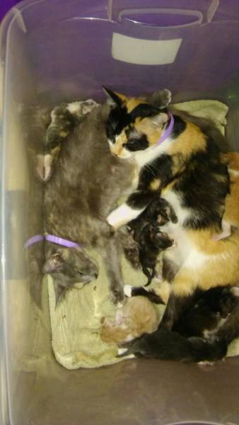 Pictures Of Animals That Capture What It’s Like To Be A Mom (40 pics)
