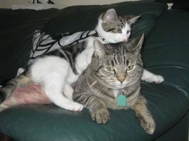 Pictures Of Animals That Capture What It’s Like To Be A Mom (40 pics)
