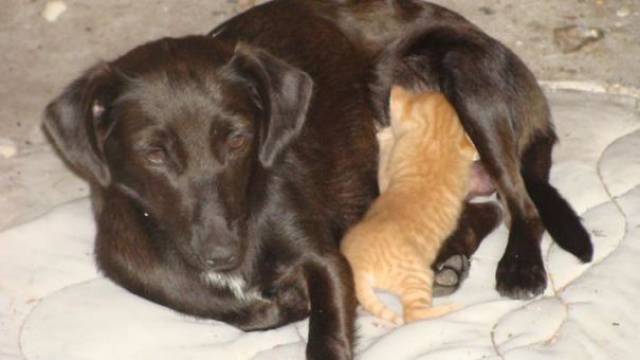 Pictures Of Animals That Capture What It’s Like To Be A Mom (40 pics)