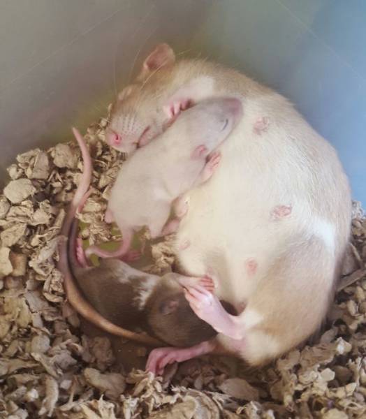 Pictures Of Animals That Capture What It’s Like To Be A Mom (40 pics)