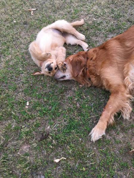 Pictures Of Animals That Capture What It’s Like To Be A Mom (40 pics)