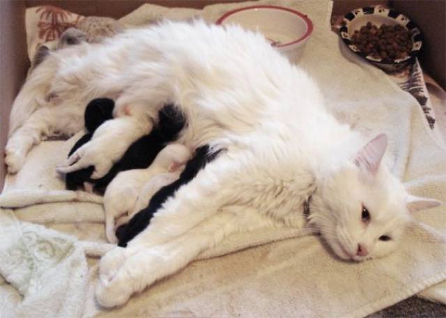 Pictures Of Animals That Capture What It’s Like To Be A Mom (40 pics)