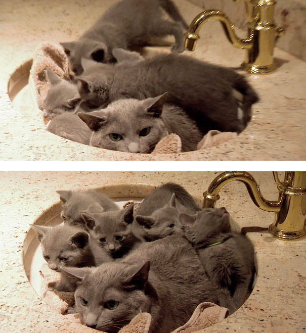 Pictures Of Animals That Capture What It’s Like To Be A Mom (40 pics)