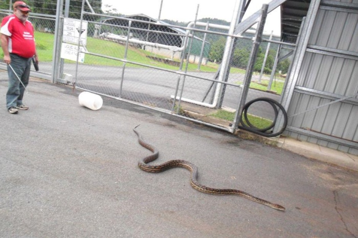 Living In Australia Is Extremely Hazardous To Your Health (4 pics)