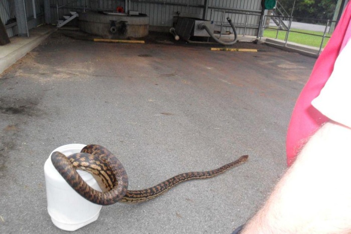 Living In Australia Is Extremely Hazardous To Your Health (4 pics)