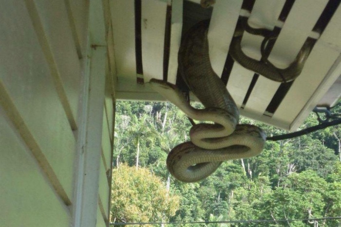 Living In Australia Is Extremely Hazardous To Your Health (4 pics)