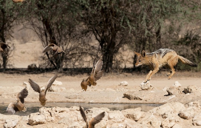 Vicious Jackals Hunt Birds In The Wild (10 pics)