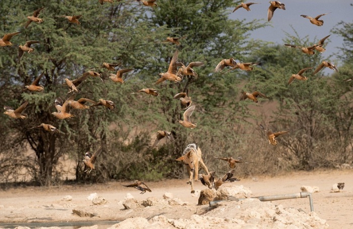 Vicious Jackals Hunt Birds In The Wild (10 pics)