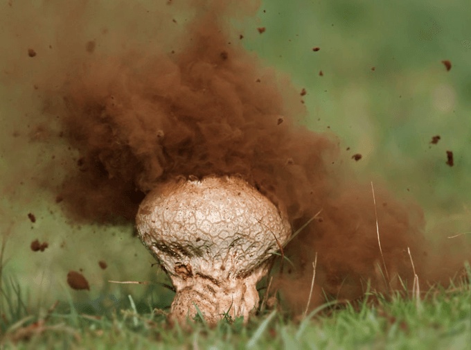 A Closer Look At The Magical World Of Mushrooms (31 pics)