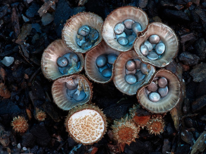A Closer Look At The Magical World Of Mushrooms (31 pics)