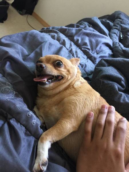 You Just Can't Argue With A Dog's Loyalty (40 pics)