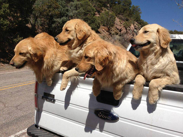 You Just Can't Argue With A Dog's Loyalty (40 pics)